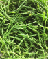 Preview: Salicornes 100 g