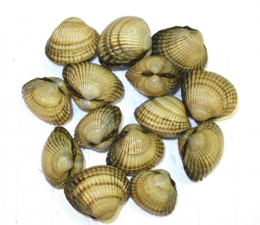 Herzmuscheln 1 kg