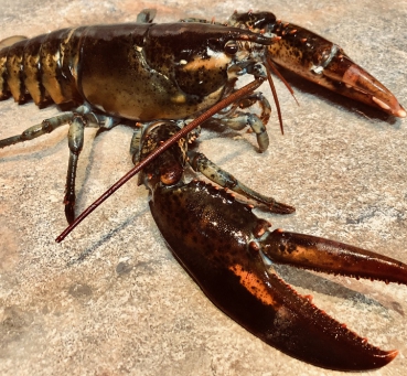 Hummer Frisch Kaufen Hummer Frisch Kaufen