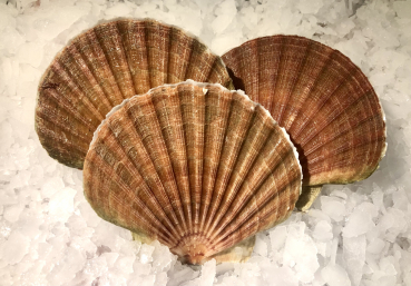 Jakobsmuscheln frisch 1 kg