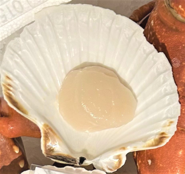 Aktion: 12 % Rabatt! Kamm-("Jakobs"-)Muschel-Fleisch (Scallops), 1 kg Becher für nur Euro 49,90