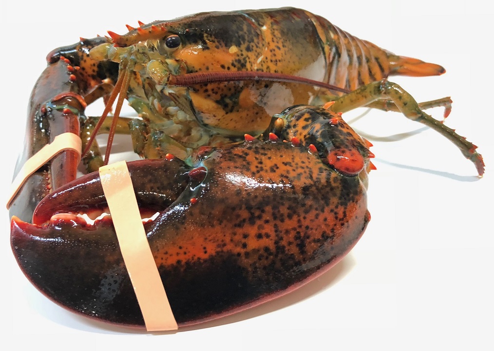 Weinbergschnecken Lebend Kaufen Weinbergschnecken Lebend Kaufen