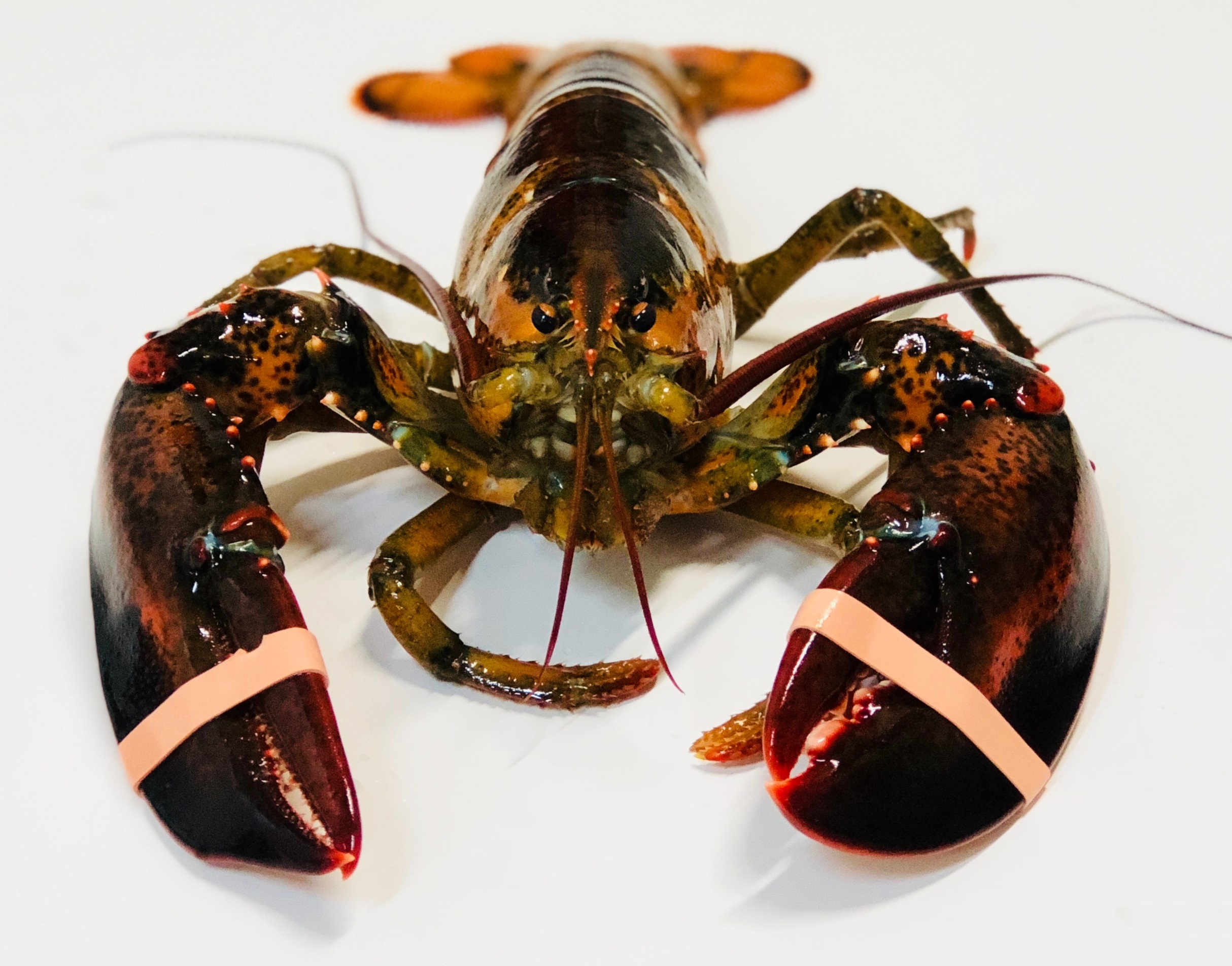 Hummer Fisch Kaufen Hummer Fisch Kaufen