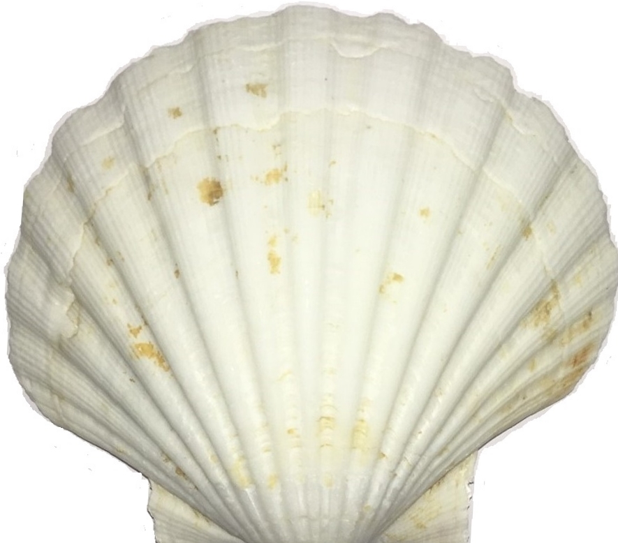 Jakobsmuschel Schale Jakobsmuschel Schale