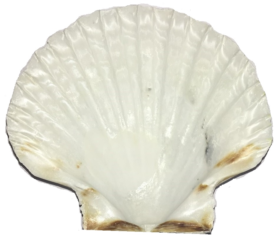 Jakobsmuschel Schale Jakobsmuschel Schale